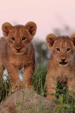 Machaba Botswana Okavango Delta Gomoti Plains Camp Lion Cubs 3 Sightings March 2018 Machaba Botswana Okavango Delta Gomoti Plains Camp Lion Cubs 3 Sightings March 2018