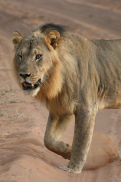 Ngoma Safari Lodge Wildlife Lion