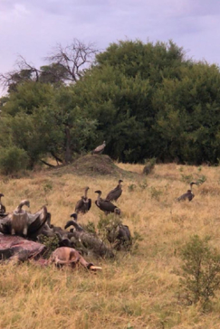 Machaba Camp Botswana Okavango Delta Little Machaba Camp Vultures Sightings November 2018 Machaba Camp Botswana Okavango Delta Little Machaba Camp Vultures Sightings November 2018
