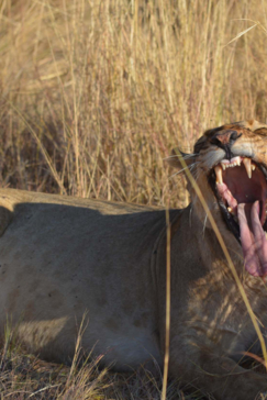 Machaba Camp   Botswana   Kiri Camp   Wildlife Stories   July 2022   Gallery   Lion 6