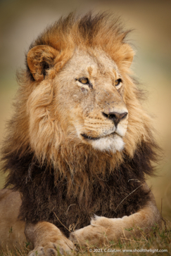 Machaba Safaris Gomoti Plains Wildlife Sightings Dominant Lion