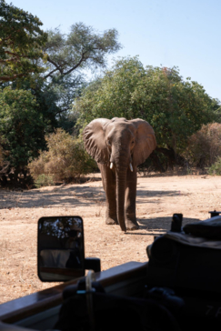 Mana River Camp Machaba Safaris Elephant