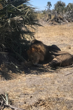 Machaba Botswana Okavango Delta Gomoti Plains Leopard Sightings July 2020 Lion Machaba Botswana Okavango Delta Gomoti Plains Leopard Sightings July 2020 Lion