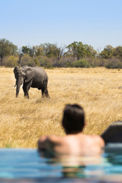 Machaba Safaris   Botswana   Little Machaba   Game Viewing In Pool Machaba Safaris   Botswana   Little Machaba   Game Viewing In Pool
