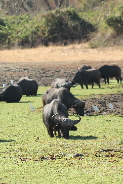 Machaba Safaris Zimbabwe Mana Pools National Park July 2023 Buffalo At Water Machaba Safaris Zimbabwe Mana Pools National Park July 2023 Buffalo At Water