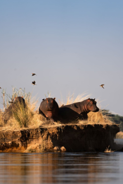 Mana River Camp Machaba Safaris Hippo