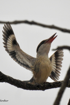 Zimbabwe Mana Pools Ingwe Pan August 2020 Bird Zimbabwe Mana Pools Ingwe Pan August 2020 Bird