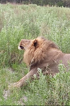 Botswana Okavango Delta Kiri Camp Male Lion