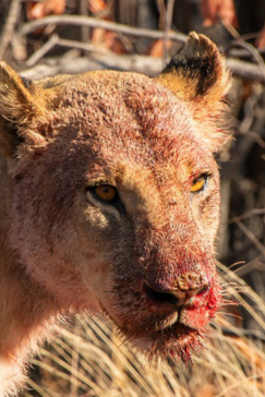 Machaba Safaris Botswana Machaba Camp Wildlife Report September 2023 Lions