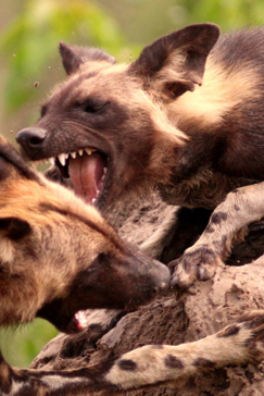 Machaba Botswana Okavango Delta Gomoti Plains Camp Wild Dogs 3 Sightings February 2018 Machaba Botswana Okavango Delta Gomoti Plains Camp Wild Dogs 3 Sightings February 2018