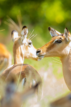 Botswana Okavango Delta Machaba Camp Sightings Feb 2021 Impala Botswana Okavango Delta Machaba Camp Sightings Feb 2021 Impala