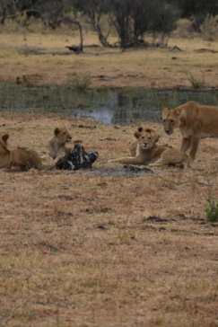 Machaba Safaris Botswana Okavango Delta Gomoti Plains August 2020 Lion Pride