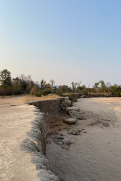 Zimbabwe   Mana Pools   Ingwe Pan   August Sightings 2021   Elephant   Dry Riverbed