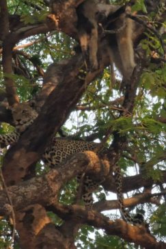Machaba Safaris Mana River Wildlife Stories Leopard In Tree Machaba Safaris Mana River Wildlife Stories Leopard In Tree