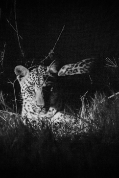 Machaba Botswana Zimbabwe Ultimate Safari Destination Night Safari