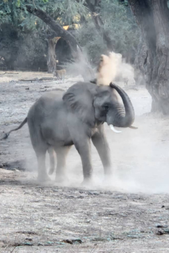 Mana River Camp Elephant Bathing 4