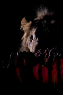 Botswana Okavango Delta Machaba Camp Sightings Lion August 2017 Botswana Okavango Delta Machaba Camp Sightings Lion August 2017