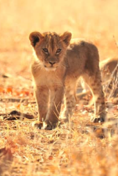 Machaba Zimbabwe Hwange Deteema Camp Lion Cubs Sightings August 2019 Machaba Zimbabwe Hwange Deteema Camp Lion Cubs Sightings August 2019
