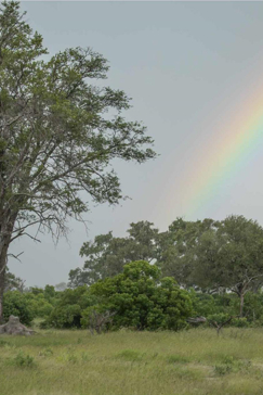 Machaba Botswana Okavango Delta Machaba Safaris Springboks Sightings February 2017