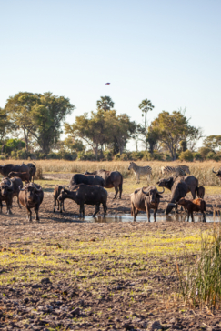 On Safari Nala Episode 15 Buffalo On Safari Nala Episode 15 Buffalo