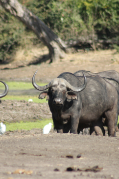 Machaba Safaris Zimbabwe Mana Pools National Park July 2023 Buffalo Machaba Safaris Zimbabwe Mana Pools National Park July 2023 Buffalo
