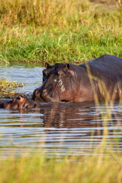 On Safari Nala Episode 14 Gallery Hippo