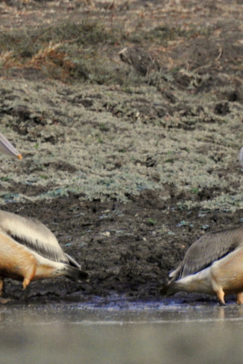Zimbabwe Mana Pools Ingwe Pan August 2020 Birds Zimbabwe Mana Pools Ingwe Pan August 2020 Birds