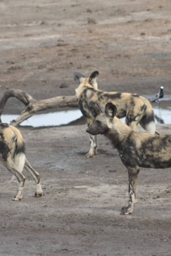 Machaba Verneys Camp Willdife Sightings December 2024 Wild Dog Pack Machaba Verneys Camp Willdife Sightings December 2024 Wild Dog Pack
