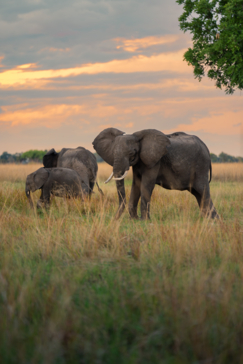 Elephants of teh Okavango Delta are spotted agaisnt a beautiful sunset backdrop