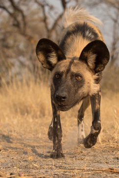 Machaba Camp Botswana Okavango Delta Little Machaba Camp Hyena Sightings April 2018