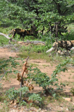 Machaba Zimbabwe Deteema Springs Sighting February 2020 Gallery Wild Dogs Machaba Zimbabwe Deteema Springs Sighting February 2020 Gallery Wild Dogs