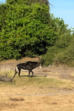 Machaba Botswana Chobe Ngoma Lodge Sable Machaba Botswana Chobe Ngoma Lodge Sable