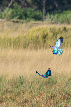 Machaba Blog Mike Myers Lilac Breasted Rollers