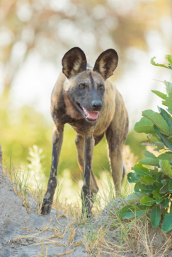 Machaba Botswana Okavango Delta Machaba Camp Hyena Sightings Update June 2017 Machaba Botswana Okavango Delta Machaba Camp Hyena Sightings Update June 2017