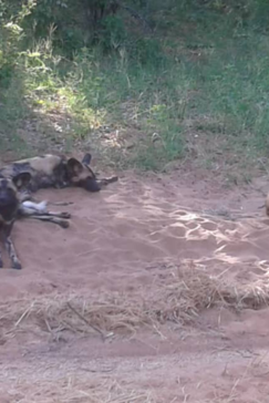 Machaba Botswana Chobe Ngoma Safari Lodge Wild Dogs Sightings August 2019 Machaba Botswana Chobe Ngoma Safari Lodge Wild Dogs Sightings August 2019