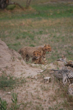 Machaba Safaris Gomot Plains Wildlife Sightings Dec 2024 Cheetahs