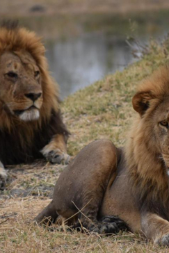 Machaba Safaris Botswana Okavango Delta Gomoti Plains August 2020 Lions