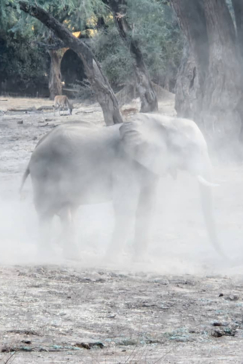 Mana River Camp Elephant Bathing 3