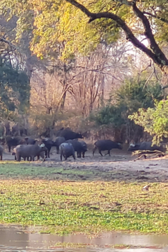 Machab Safaris Zimbabwe Ingwe Pan Camp Buffalo