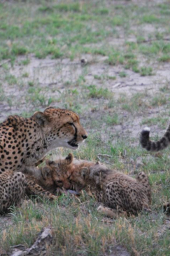 Machaba Safaris Gomot Plains Wildlife Sightings Dec 2024 Cheetah Family