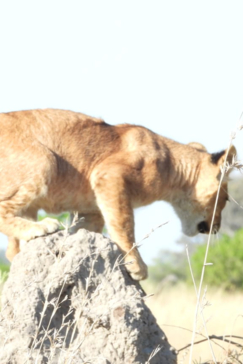 Machaba Kiri Camp Wildlife Sightings June 2026 Young Lion