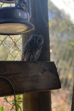 Machaba Botswana Okavango Delta Gomoti Plains Leopard Sightings July 2020 Owl Machaba Botswana Okavango Delta Gomoti Plains Leopard Sightings July 2020 Owl