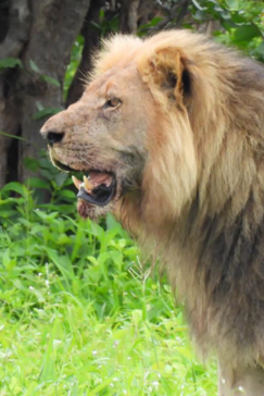 Zimbabwe Hwange National Park Deteema Springs Camp Wildlife Sightings December 2020 Male Lion Zimbabwe Hwange National Park Deteema Springs Camp Wildlife Sightings December 2020 Male Lion
