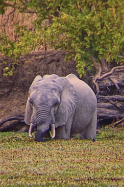 Zimbabwe   Mana Pools   Ingwe Pan   August Sightings 2021   Elephant Wading In Water Image 2