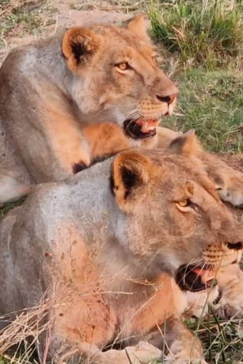 Machaba Safaris Mana River Wildlife Stories Pride Lions Machaba Safaris Mana River Wildlife Stories Pride Lions