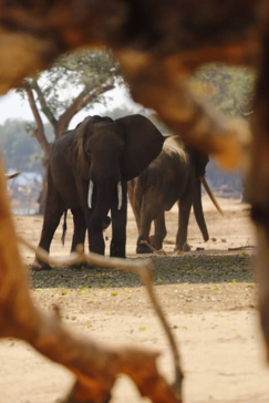 Willdife Sightings Mana River Camp Zimbabwe September 2024 Mana Pools Elephant