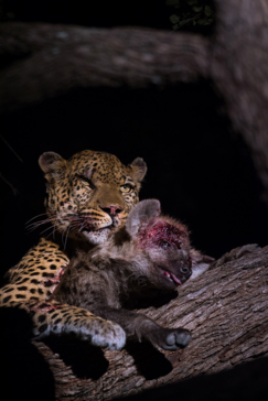 Machaba Camp Botswana Okavango Delta Little Machaba Camp Leopard And Hyena Sightings March 2019