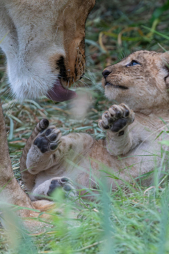 Machaba Safaris A Kiri Story Mike Myers Lion Cub