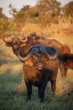 On Safari Nala Episode 15 The Cape Buffalo On Safari Nala Episode 15 The Cape Buffalo