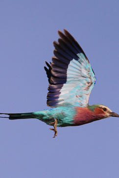 Machaba Botswana Okavango Delta Gomoti Plains Camp Bird 2 Sightings February 2018 Machaba Botswana Okavango Delta Gomoti Plains Camp Bird 2 Sightings February 2018